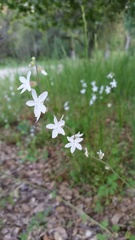 Lithophragma bolanderi