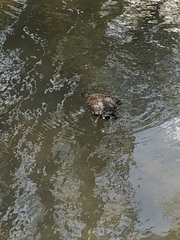 Trachemys scripta