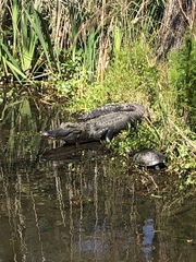 Alligator mississippiensis