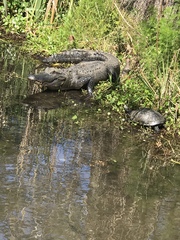 Alligator mississippiensis