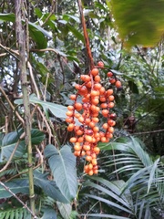 Chamaedorea pinnatifrons
