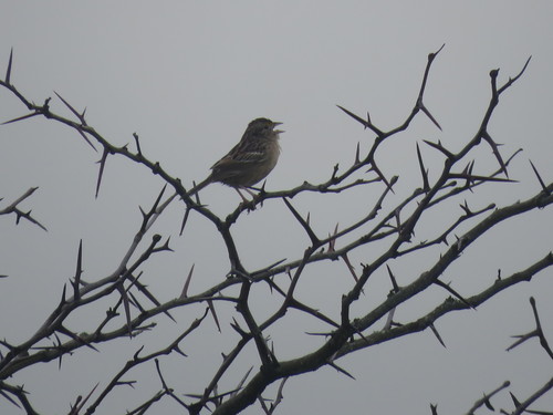 Grassland Sparrow (Ammodramus humeralis), photo 10