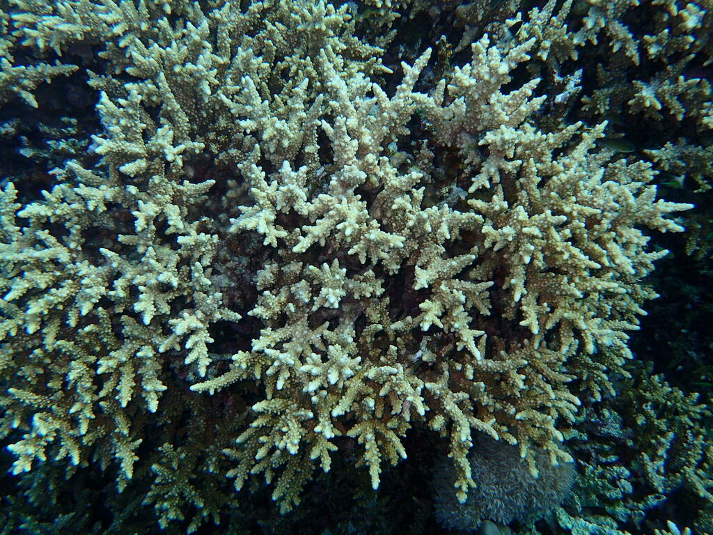 Acropora hemprichii in November 2023 by Mike G. Rutherford · iNaturalist