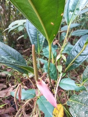 Anthurium jesusii