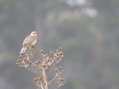 Anthus hellmayri