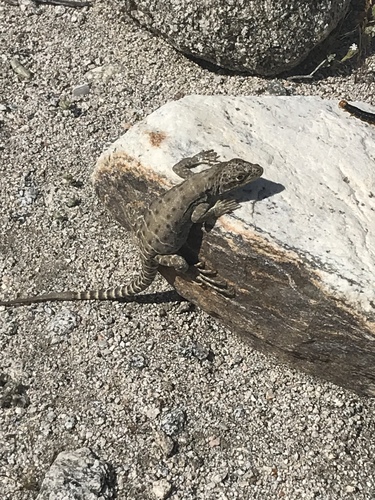 iNaturalist observation photo of Long-nosed Leopard Lizard