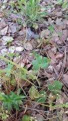 Lithophragma bolanderi
