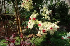 Clerodendrum thomsoniae