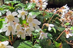 Shortia galacifolia