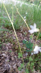 Lithophragma bolanderi