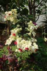 Clerodendrum thomsoniae