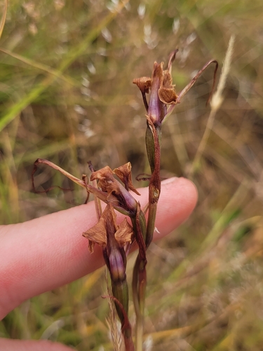 western purple Diuris (Diuris daltonii)