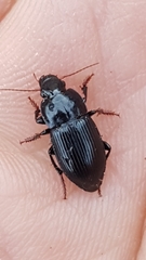 Harpalus tardus