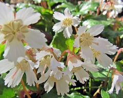 Shortia galacifolia