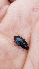 Harpalus tardus