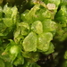 Campbell's Liverwort - Photo (c) Ken Kellman, some rights reserved (CC BY-NC), uploaded by Ken Kellman