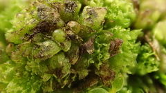 Geothallus tuberosus