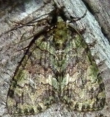 Hydriomena transfigurata