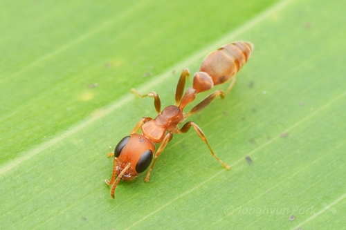 Tenuis-group Twig Ants