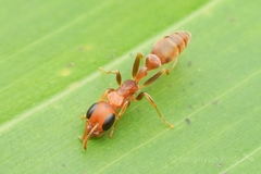 Tenuis-group Twig Ants