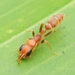 Tenuis-group Twig Ants - Photo (c) Jonghyun Park, some rights reserved (CC BY), uploaded by Jonghyun Park