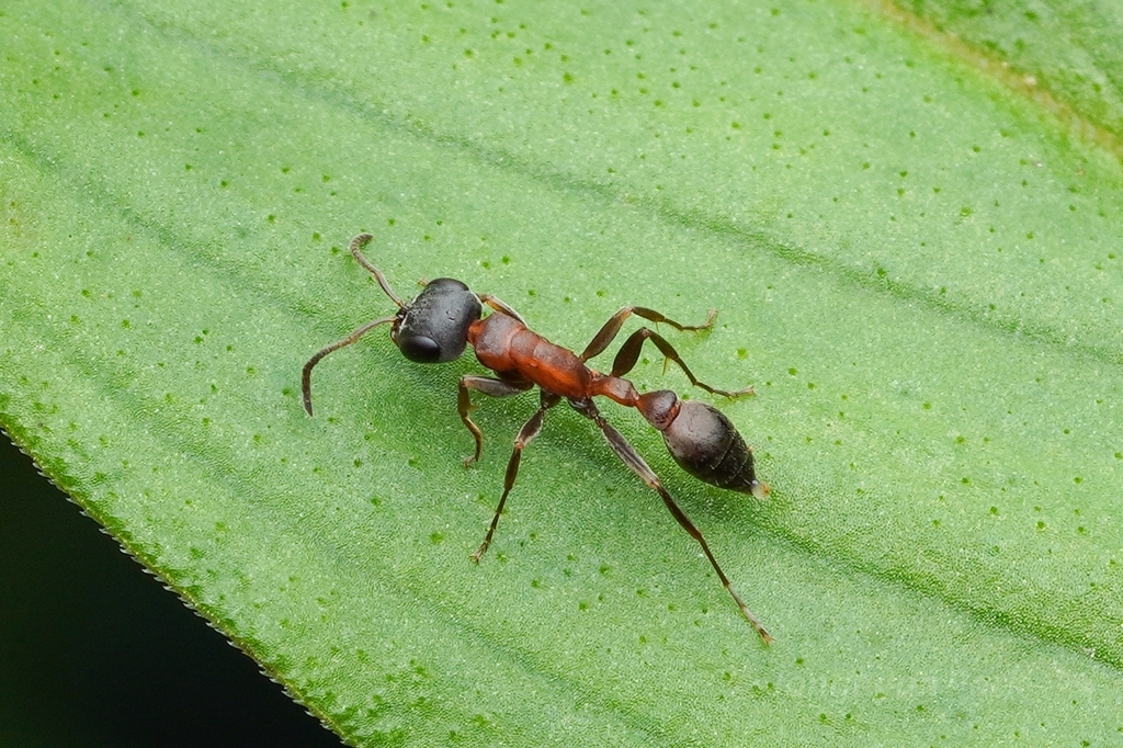 Pseudomyrmex termitarius