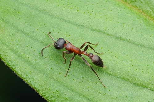 Pseudomyrmex termitarius