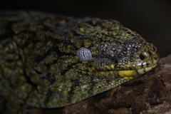 Rhacodactylus leachianus