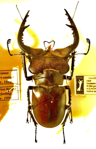 カンターミヤマクワガタ (Lucanus cantori) · iNaturalist