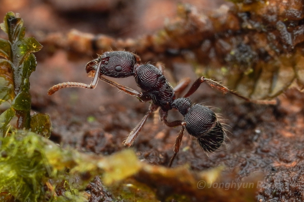 Holcoponera pleurodon