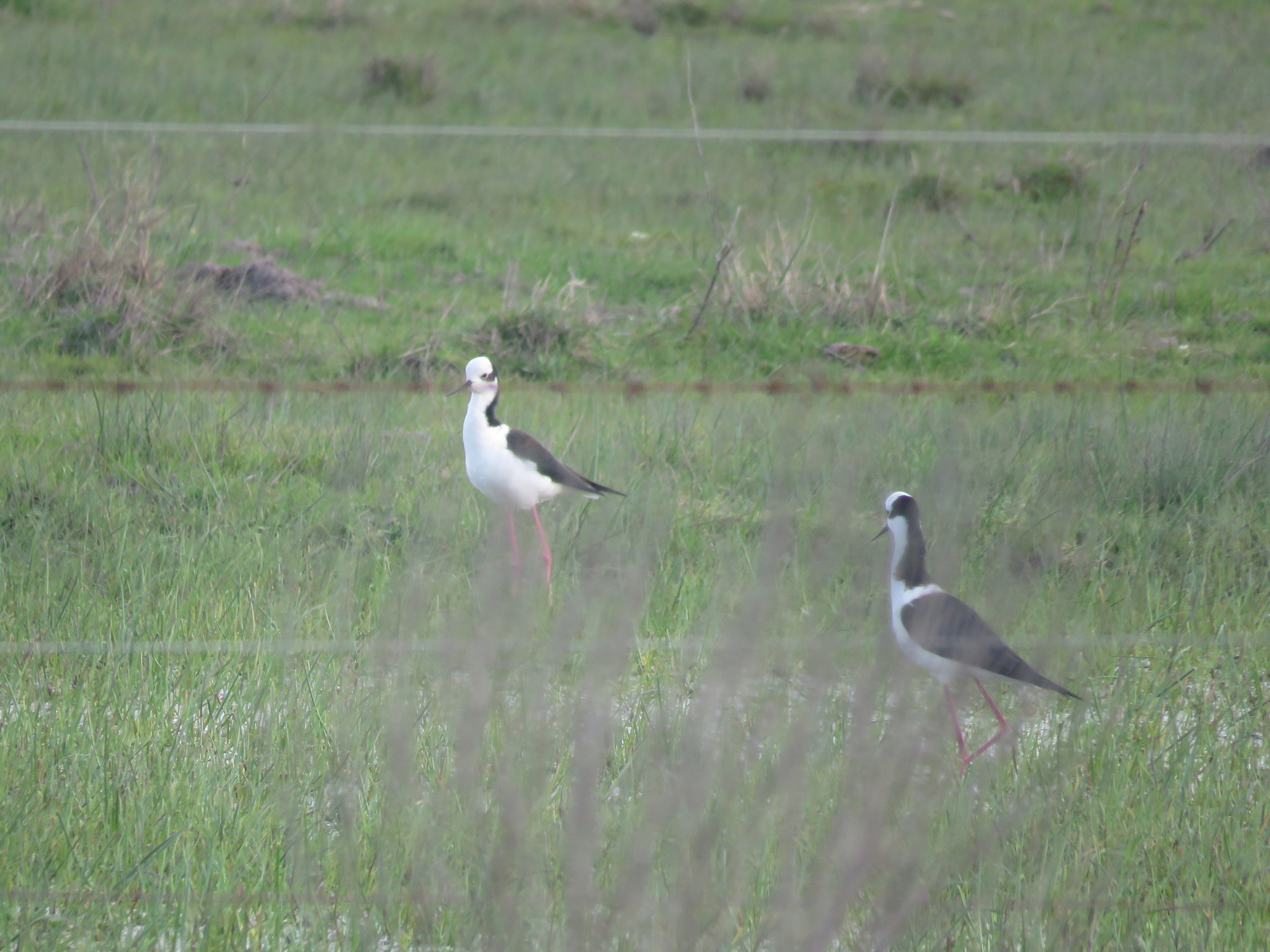 Black-necked Stilt