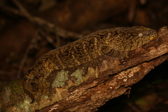 Rhacodactylus leachianus