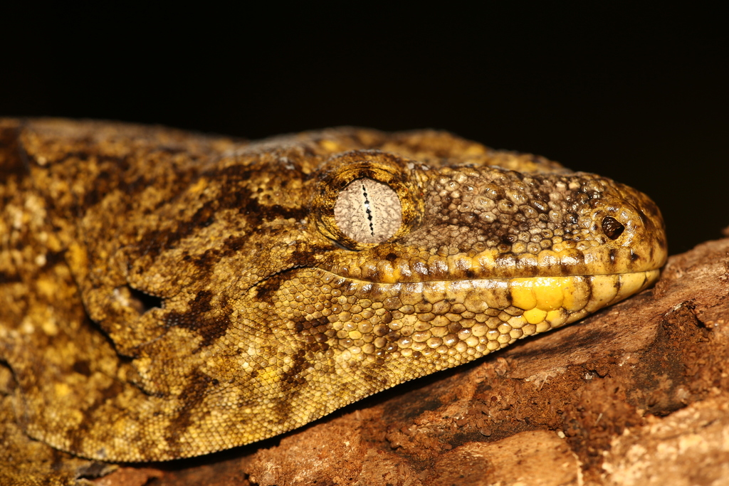 New Caledonian Giant Gecko