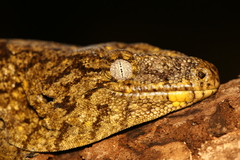 Rhacodactylus leachianus