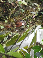 Pseudocolaptes johnsoni