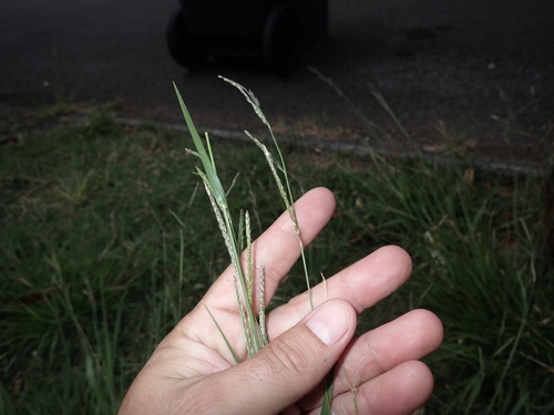 Eriochloa procera, 2023-11-11