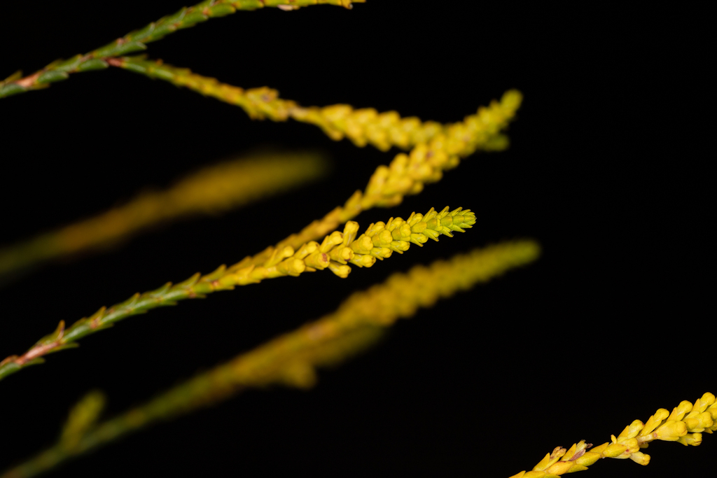 Micromyrtus flava