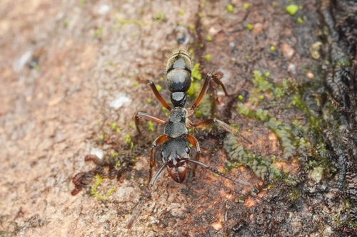 Neoponera striatinodisNeoponera striatinodis
