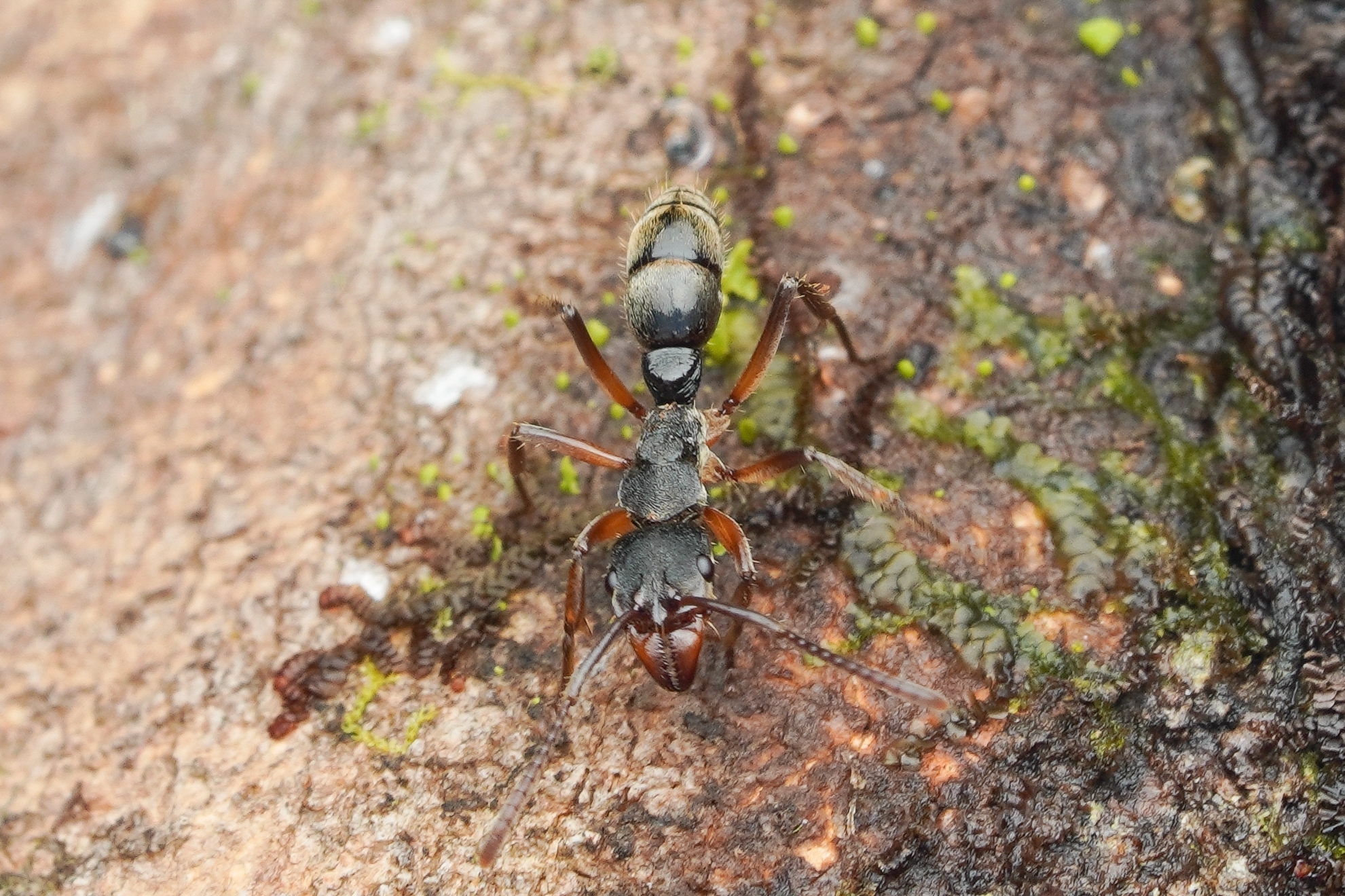 Neoponera striatinodis