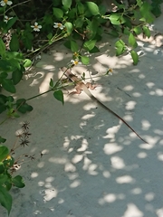 Aspidoscelis angusticeps angusticeps