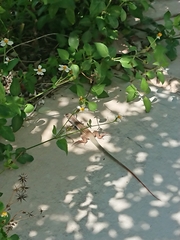 Aspidoscelis angusticeps angusticeps