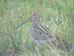 Gallinago paraguaiae