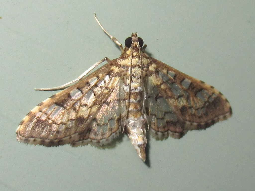 Stained-glass Moth from Salton Dr., Austin, Travis Co., TX on November ...