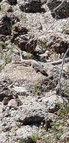 iNaturalist observation photo of Desert Iguana