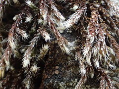 Hedwigia detonsa