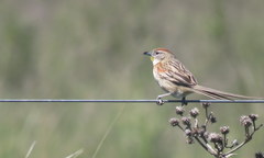 Schoeniophylax phryganophilus