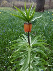 Fritillaria imperialis