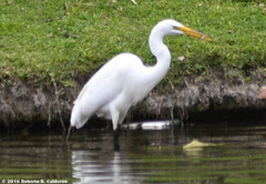 Ardea alba