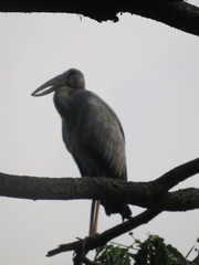 Anastomus oscitans