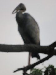 Anastomus oscitans